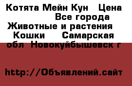 Котята Мейн Кун › Цена ­ 15 000 - Все города Животные и растения » Кошки   . Самарская обл.,Новокуйбышевск г.